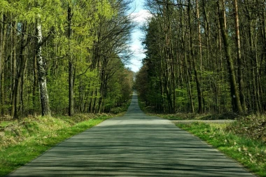 Fototapeta na ścianę droga w soczyście zielonym lesie FP 5728 - Wzór graficzny. Prosta droga otoczona drzewami, z zielonymi