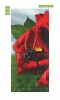 Fototapeta na drzwi róża FP 6102 - Wzór graficzny. Czerwony kwiat róży z zielonymi liśćmi i owadem na płatku
