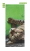 Fototapeta na drzwi bury dziki kot FP 6170 - Wzór graficzny. Kot leży na boku, z zielonym tłem, widoczne oczy i futro