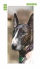 Fototapeta na drzwi pies FP 6161 - Wzór graficzny. Grafika przedstawia psa rasy bull terrier z brązowo-białym umaszczeniem