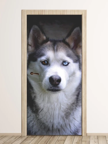 Fototapeta na drzwi pies husky FP 6192