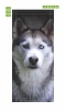 Fototapeta na drzwi pies husky FP 6192 - Wzór graficzny. Grafika przedstawia psa husky z wyrazistym futrem i różnokolorowymi