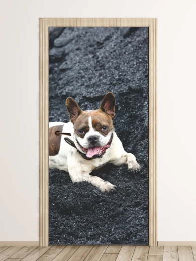 Fototapeta na drzwi z nadrukiem buldoga francuskiego leżącego na ciemnym tle