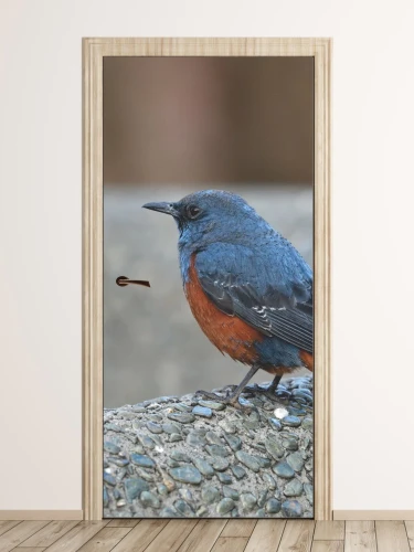 Fototapeta na drzwi ptaszek FP 6252