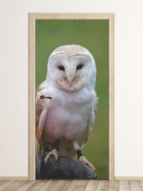 Fototapeta na drzwi sowa FP 6256 - Wzór graficzny. Sowa na ciemnym tle, z wyraźnymi detalami piór i oczu