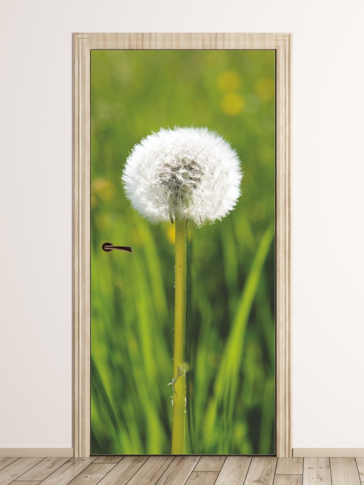 Fototapeta na drzwi dmuchawiec na tle traw FP 6286