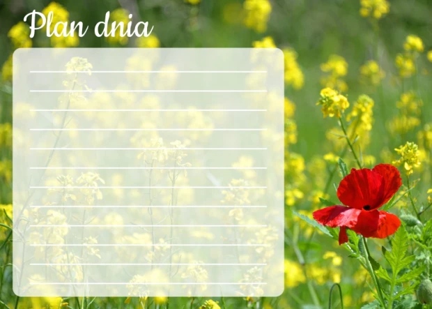 Tablica suchościeralna z nadrukiem planu dnia na tle łąki z makiem, na białym tle