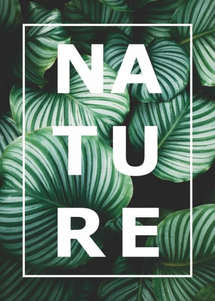 Plakat z motywem zielonych liści i białym napisem NATURE w ramce, przedstawiony jako grafika bez oprawy