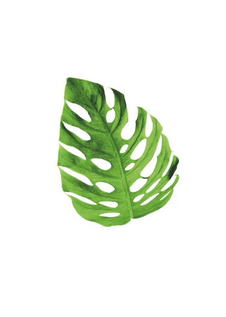 Plakat Monstera 118 - Wzór graficzny. Liść monstery z wyraźnymi nacięciami na jasnym tle