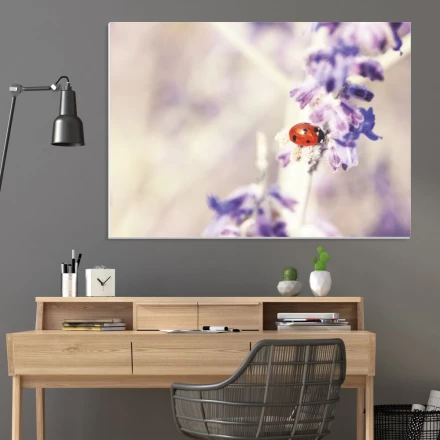 Suchościeralna tablica biedronka 250