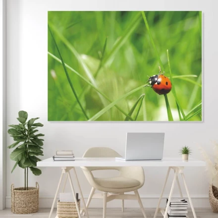 Tablica magnetyczna suchościeralna biedronka 204