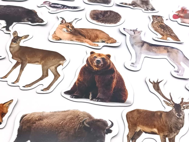 Magnesy edukacyjne z nadrukiem zwierząt leśnych ułożone obok siebie na jasnej powierzchni