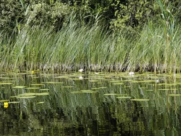 Indywidualna fototapeta samoprzylepna wall art wzór FP1605 w rozmiarze 122x200cm - Wzór graficzny. Na wodzie widoczne lilie