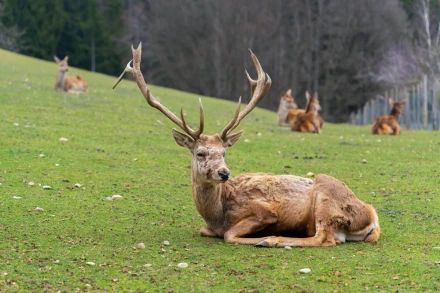 Fototapeta na ścianę jeleń FP 6467