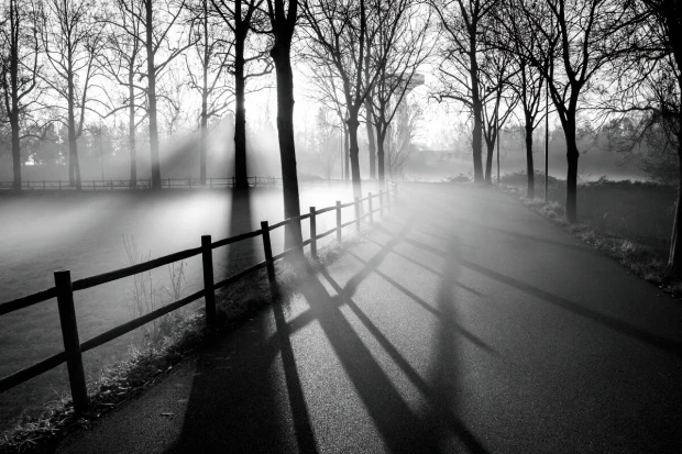 Fototapeta na ścianę park o poranku FP 6455 - Wzór graficzny. Czarno-biała scena z drzewami, drogą i mgłą