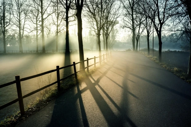 Fototapeta na ścianę park o poranku FP 6455 - Wzór graficzny. Widoczne drzewa, mgła i promienie słońca na drodze