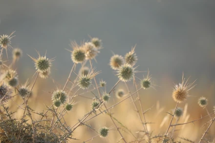 Fototapeta na ścianę trawy FP 6478