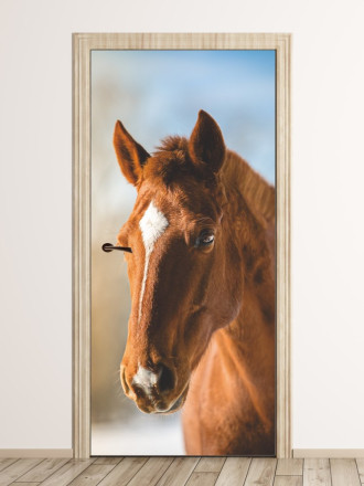 Fototapeta na drzwi główa konia FP 6150