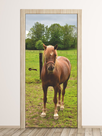Fototapeta na drzwi młody koń FP 6188