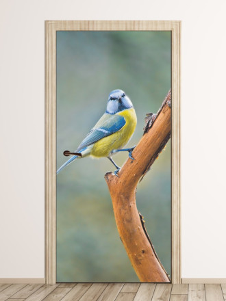 Fototapeta na drzwi niebiesko-żółty ptaszek FP 6259