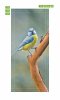 Fototapeta na drzwi niebiesko-żółty ptaszek FP 6259