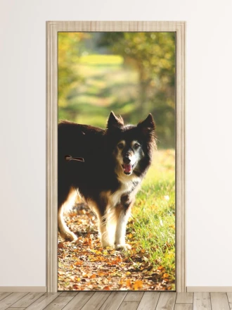 Fototapeta na drzwi pies na spacerze FP 2493 D