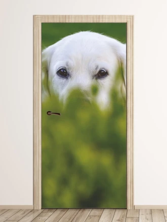 Fototapeta na drzwi pies ukryty w trawie FP 6185