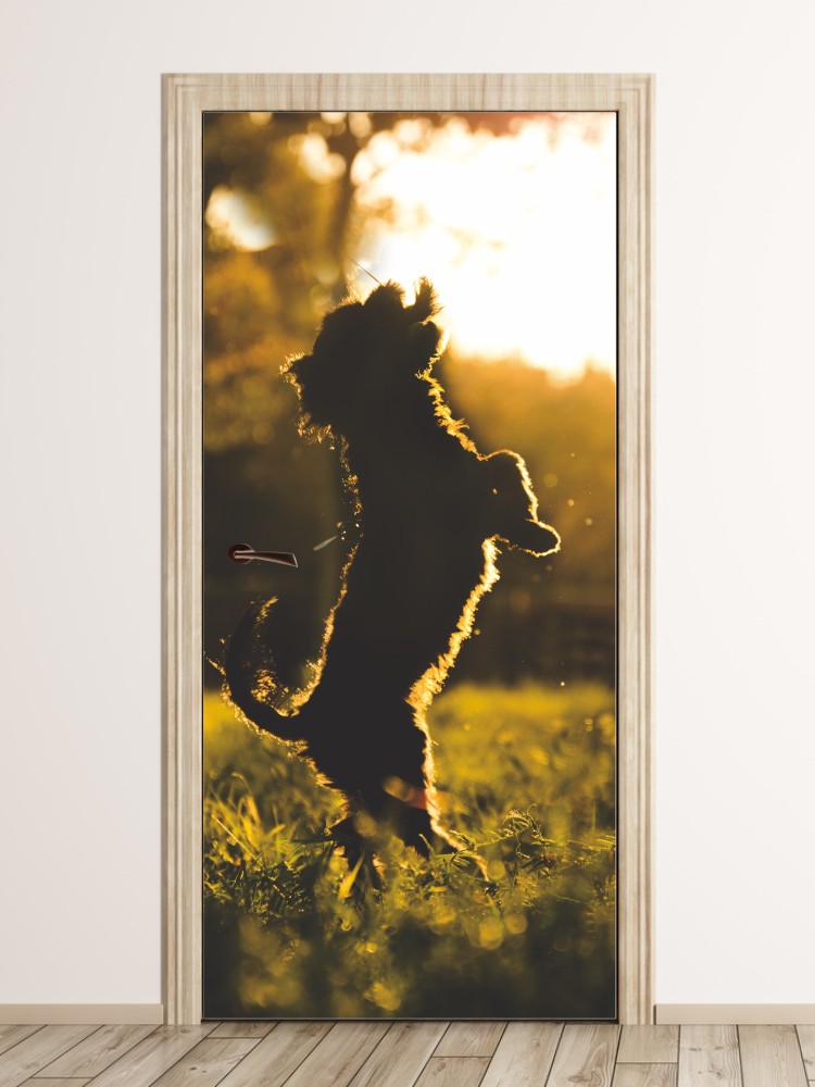 Fototapeta na drzwi psie zabawy w słońcu FP 6177