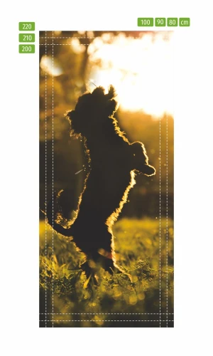 Fototapeta na drzwi psie zabawy w słońcu FP 6177
