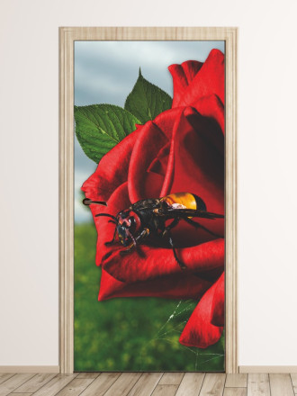 Fototapeta na drzwi róża FP 6102