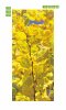Fototapeta na drzwi żółte jesienne liście FP 6077