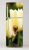 Fototapeta na lodówkę tulipany i ślimak P15