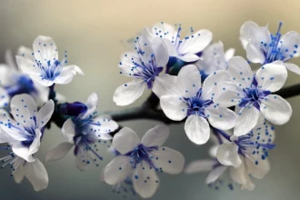 Fototapeta na ścianę białe kwiaty, odcień niebieskiego FP 366