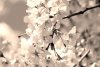 Fototapeta na ścianę białe kwiaty wiśni FP 702