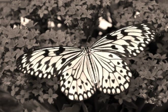 Fototapeta na ścianę białoczarny motyl na na czerwonym kwiatku FP 2822