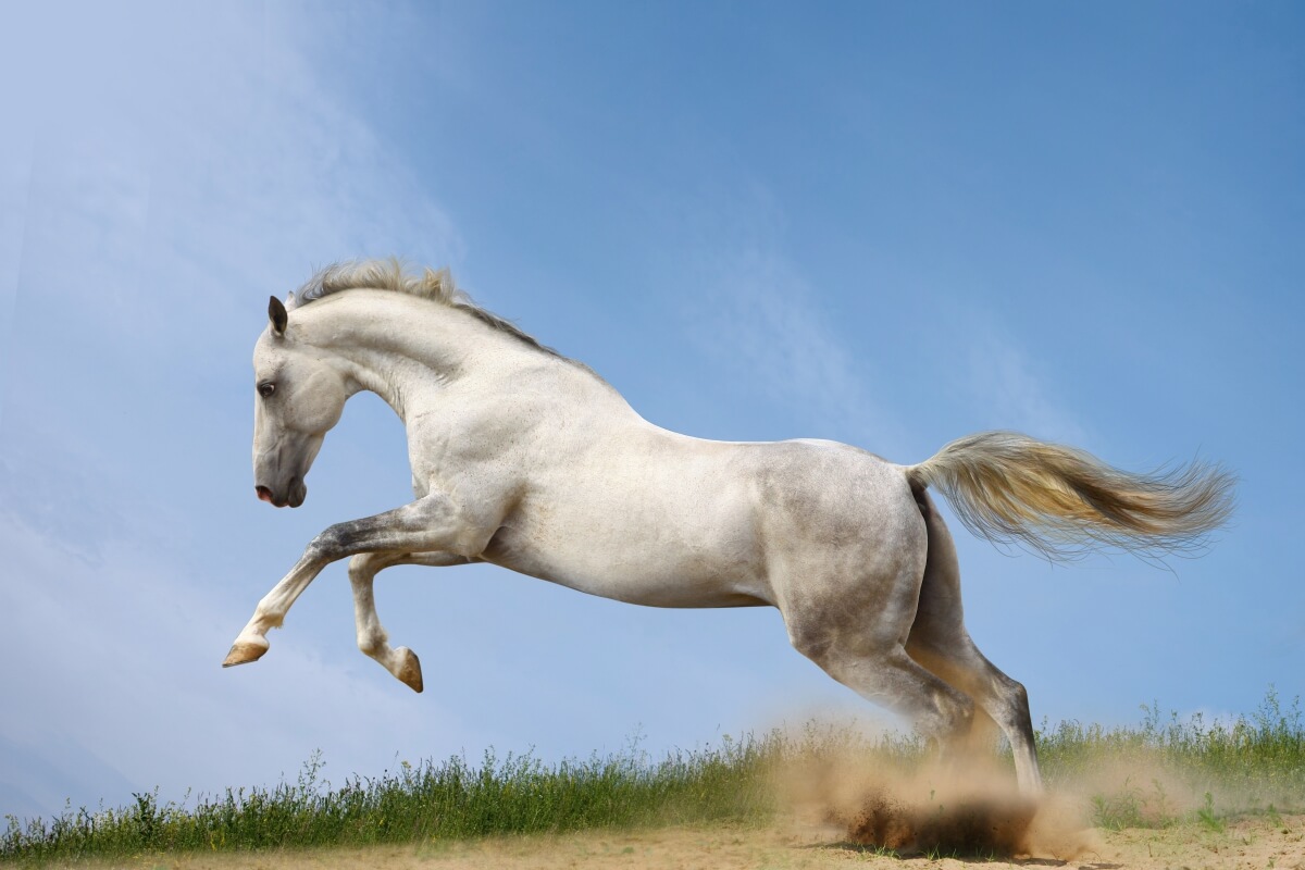 Wallpaper white horse at canter FP 6443 - Wallyboards online store