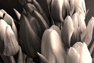 Fototapeta na ścianę bukiet kolorowych tulipanów FP 530