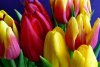 Fototapeta na ścianę bukiet kolorowych tulipanów FP 530