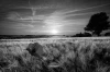 Fototapeta na ścianę czerwony mak o zachodzie słońca FP 4779