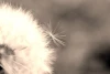 Fototapeta na ścianę dmuchawiec na fioletowym tle FP 339