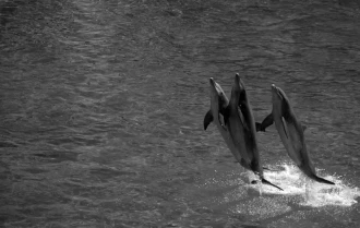Fototapeta na ścianę delfiny wyskakujące z wody FP 2980