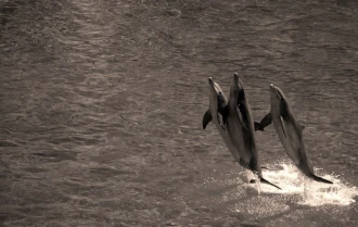 Fototapeta na ścianę delfiny wyskakujące z wody FP 2980