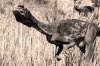Fototapeta na ścianę dinozaur w trawach FP 2977