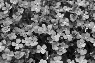 Fototapeta na ścianę drobne fioletowe kwiatki FP 398