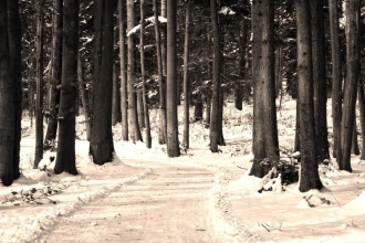 Fototapeta na ścianę droga leśna pokryta śniegiem FP 1930