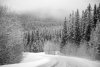 Fototapeta na ścianę droga powadząca przez las zimą FP 5494