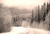 Fototapeta na ścianę droga powadząca przez las zimą FP 5494