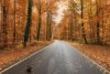 Fototapeta na ścianę droga przez jesienny las FP 6459