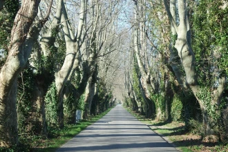 Fototapeta na ścianę droga wśród pokrzywionych drzew FP 4053