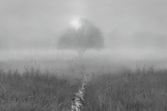 Fototapeta na ścianę drzewa na łące we mgle FP 6461